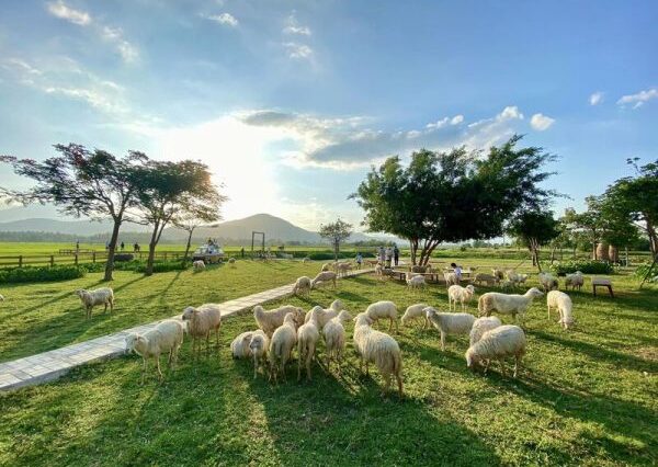 Tour Đồng Cừu – Hang Rái – Vườn Nho – Vĩnh Hy (1N)